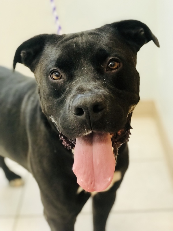 Buddy, an adoptable Pit Bull Terrier in Osage Beach, MO, 65020 | Photo Image 4