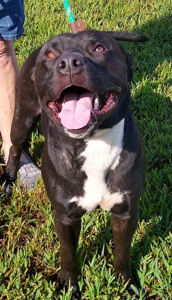 Buddy, an adoptable Pit Bull Terrier in Osage Beach, MO, 65020 | Photo Image 5