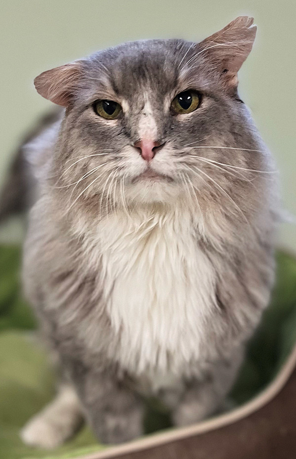 Marty, an adoptable Domestic Long Hair in Osage Beach, MO, 65020 | Photo Image 1