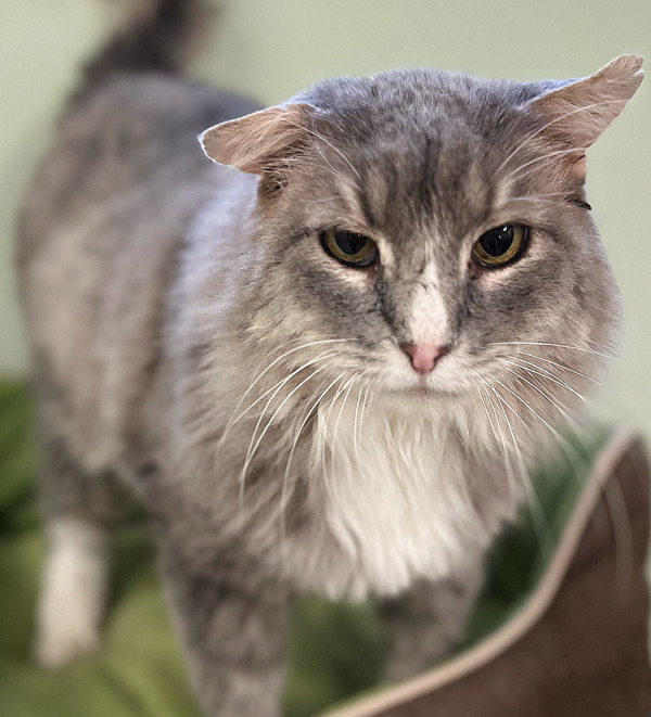 Marty, an adoptable Domestic Long Hair in Osage Beach, MO, 65020 | Photo Image 2