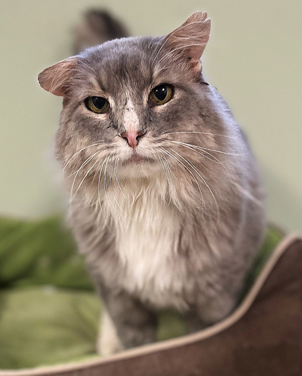 Marty, an adoptable Domestic Long Hair in Osage Beach, MO, 65020 | Photo Image 3
