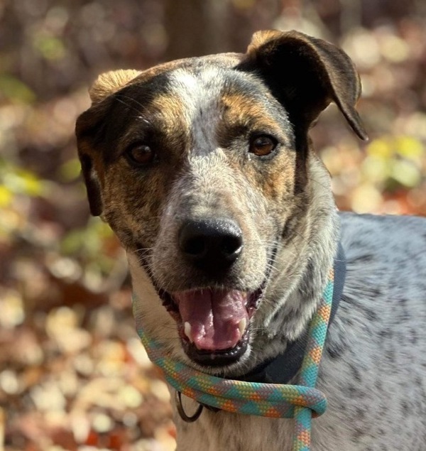 Forrest, an adoptable Hound, Mixed Breed in Osage Beach, MO, 65020 | Photo Image 1