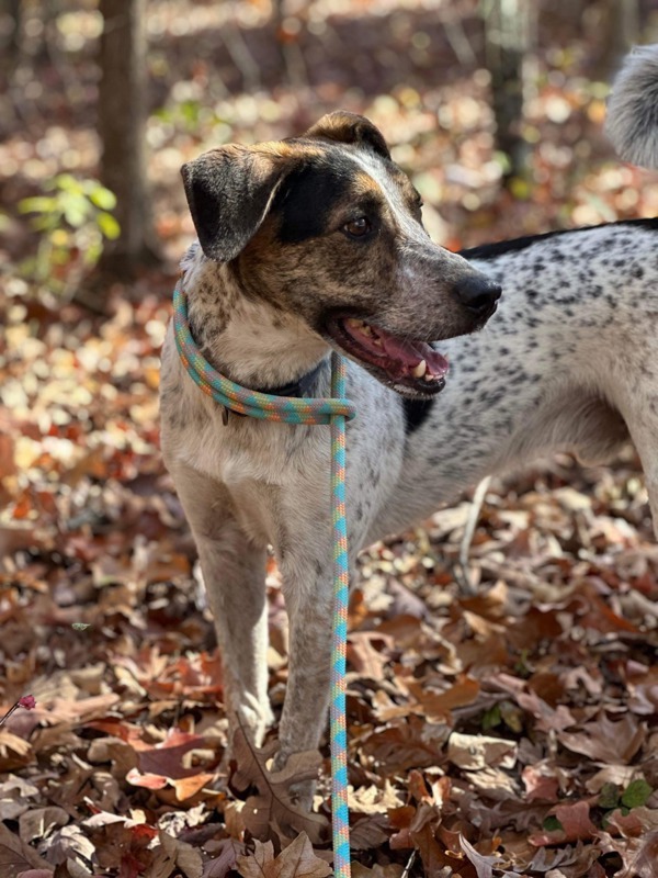 Forrest, an adoptable Hound, Mixed Breed in Osage Beach, MO, 65020 | Photo Image 3