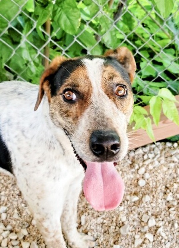 Forrest, an adoptable Hound, Mixed Breed in Osage Beach, MO, 65020 | Photo Image 4