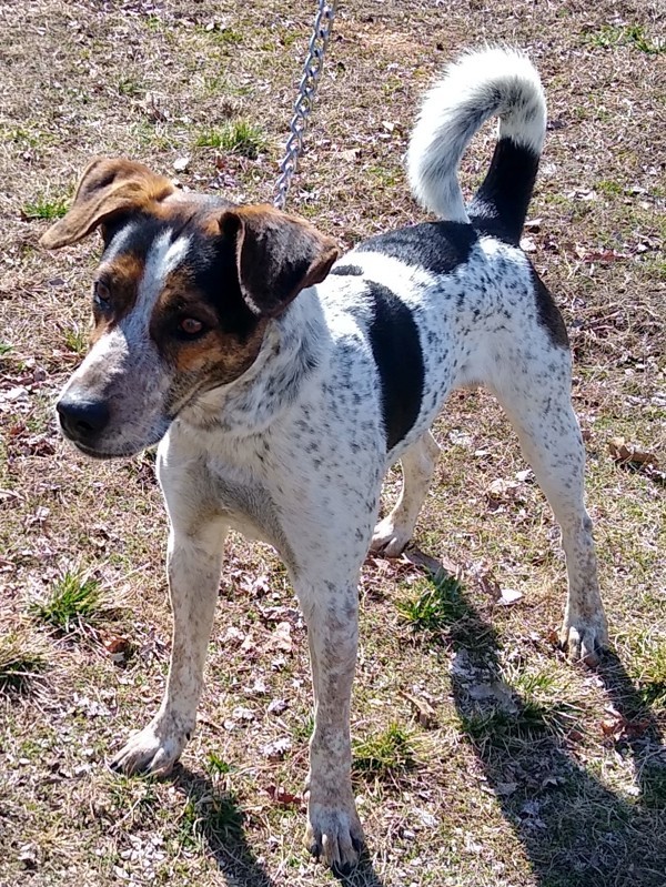 Forrest, an adoptable Hound, Mixed Breed in Osage Beach, MO, 65020 | Photo Image 5