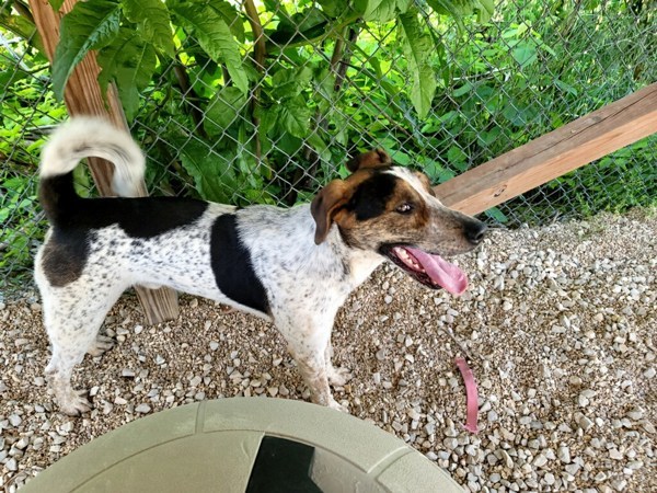 Forrest, an adoptable Hound, Mixed Breed in Osage Beach, MO, 65020 | Photo Image 6