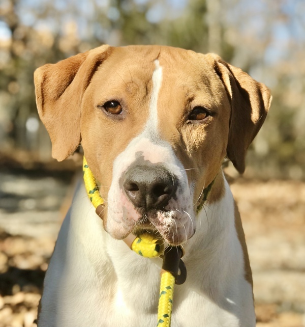 Jaeger, an adoptable Mountain Cur in Osage Beach, MO, 65020 | Photo Image 1