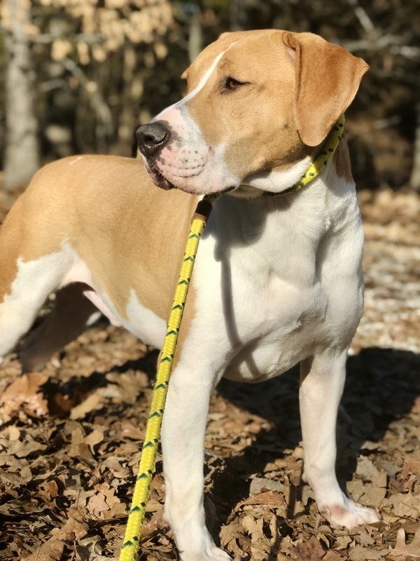 Jaeger, an adoptable Mountain Cur in Osage Beach, MO, 65020 | Photo Image 2