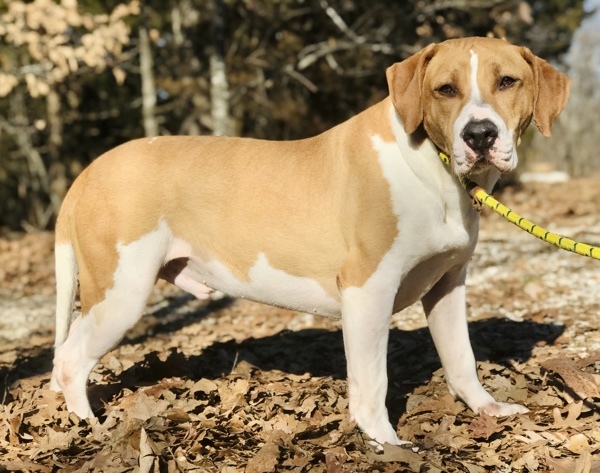 Jaeger, an adoptable Mountain Cur in Osage Beach, MO, 65020 | Photo Image 3