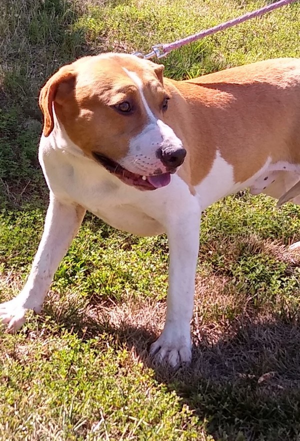 Jaeger, an adoptable Mountain Cur in Osage Beach, MO, 65020 | Photo Image 4