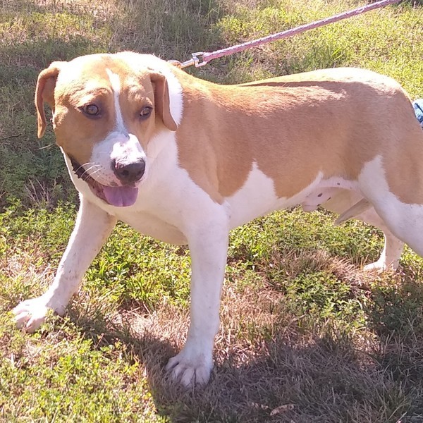 Jaeger, an adoptable Mountain Cur in Osage Beach, MO, 65020 | Photo Image 5