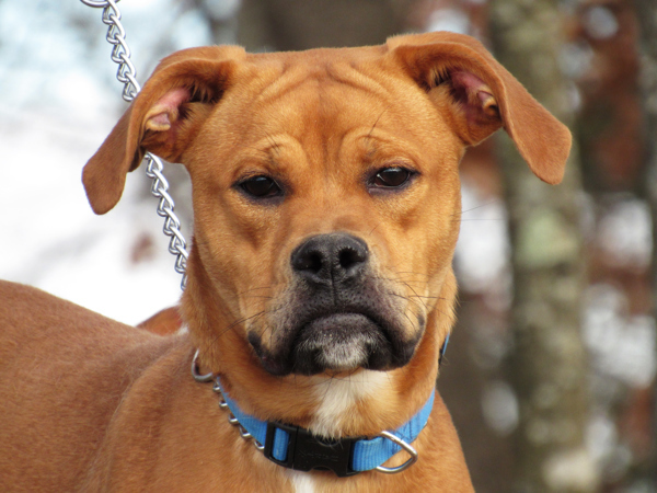 Ray, an adoptable Boxer, Mixed Breed in Osage Beach, MO, 65020 | Photo Image 1