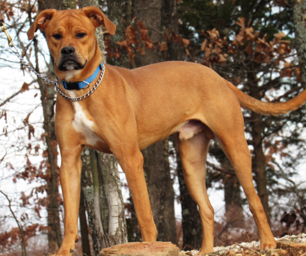 Ray, an adoptable Boxer, Mixed Breed in Osage Beach, MO, 65020 | Photo Image 2