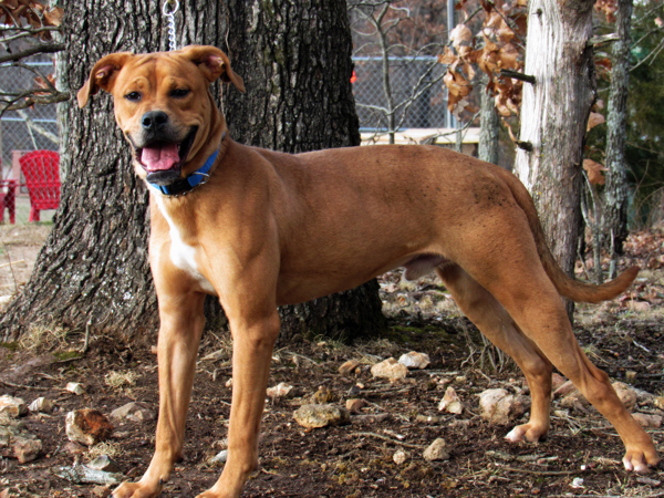 Ray, an adoptable Boxer, Mixed Breed in Osage Beach, MO, 65020 | Photo Image 3