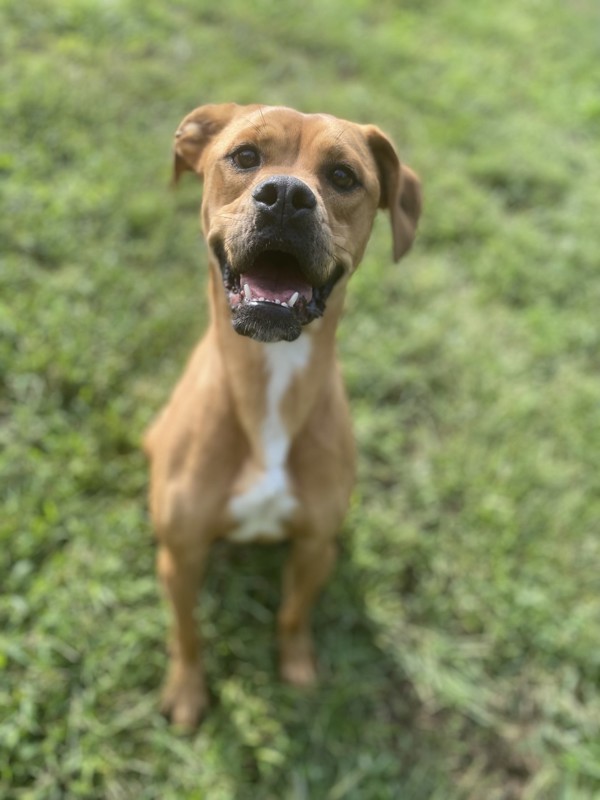 Ray, an adoptable Boxer, Mixed Breed in Osage Beach, MO, 65020 | Photo Image 4