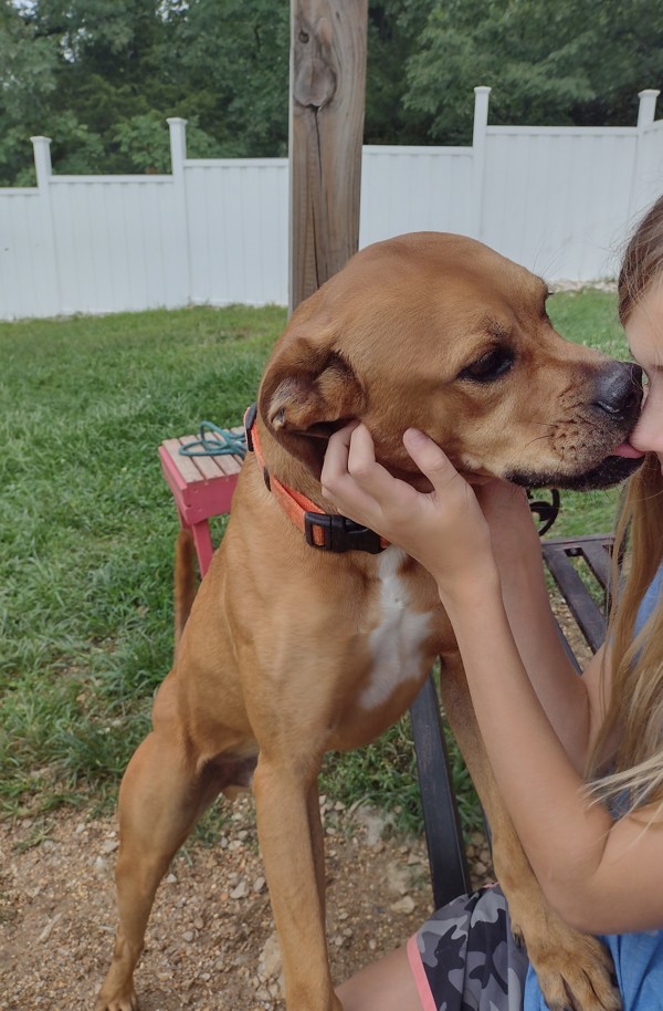 Ray, an adoptable Boxer, Mixed Breed in Osage Beach, MO, 65020 | Photo Image 5