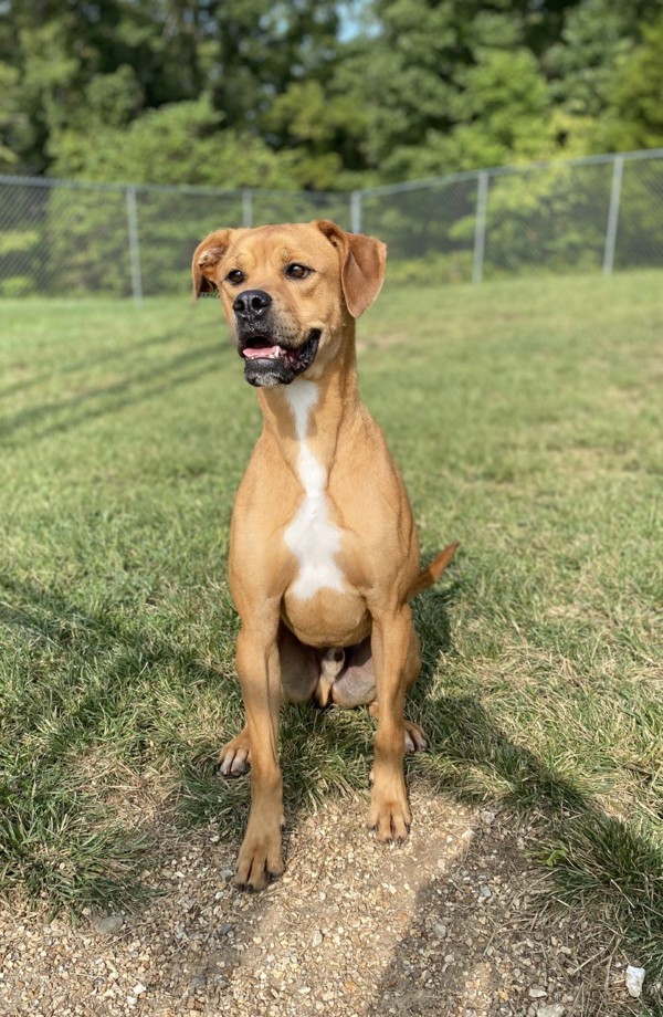 Dog for adoption - Ray, a Boxer Mix in Osage Beach, MO | Petfinder
