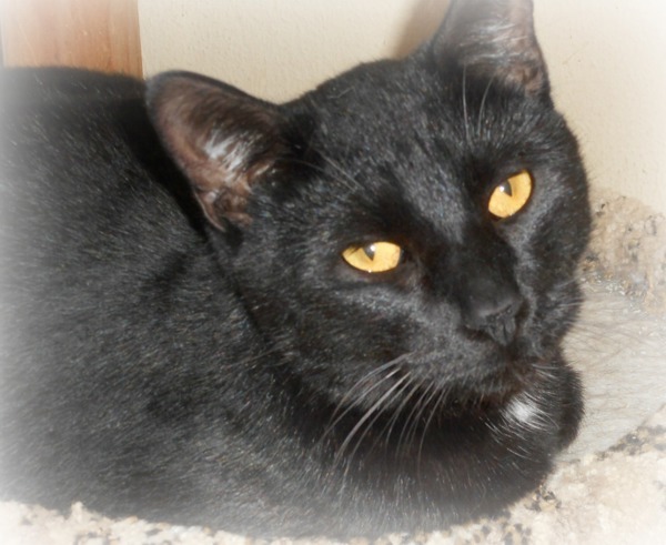 Enok / Panther, an adoptable Domestic Short Hair in Osage Beach, MO, 65020 | Photo Image 2