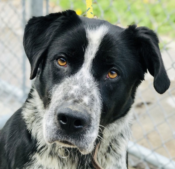 Chip, an adoptable Great Pyrenees, Labrador Retriever in Osage Beach, MO, 65020 | Photo Image 1