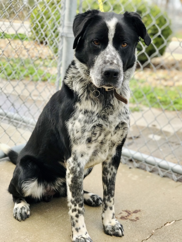 Chip, an adoptable Great Pyrenees, Labrador Retriever in Osage Beach, MO, 65020 | Photo Image 2