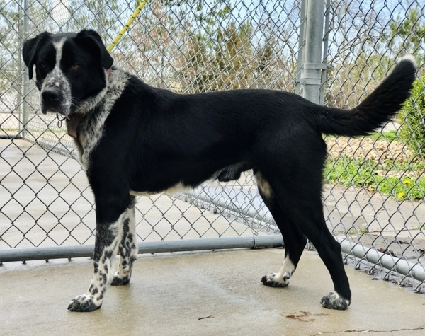 Chip, an adoptable Great Pyrenees, Labrador Retriever in Osage Beach, MO, 65020 | Photo Image 3