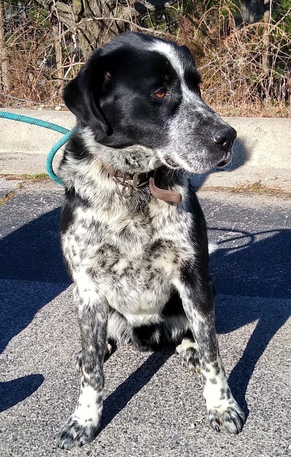 Chip, an adoptable Great Pyrenees, Labrador Retriever in Osage Beach, MO, 65020 | Photo Image 4