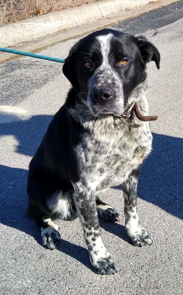 Chip, an adoptable Great Pyrenees, Labrador Retriever in Osage Beach, MO, 65020 | Photo Image 5