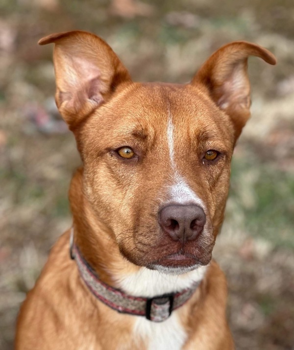 Trinette, an adoptable German Shepherd Dog, Mixed Breed in Osage Beach, MO, 65020 | Photo Image 1