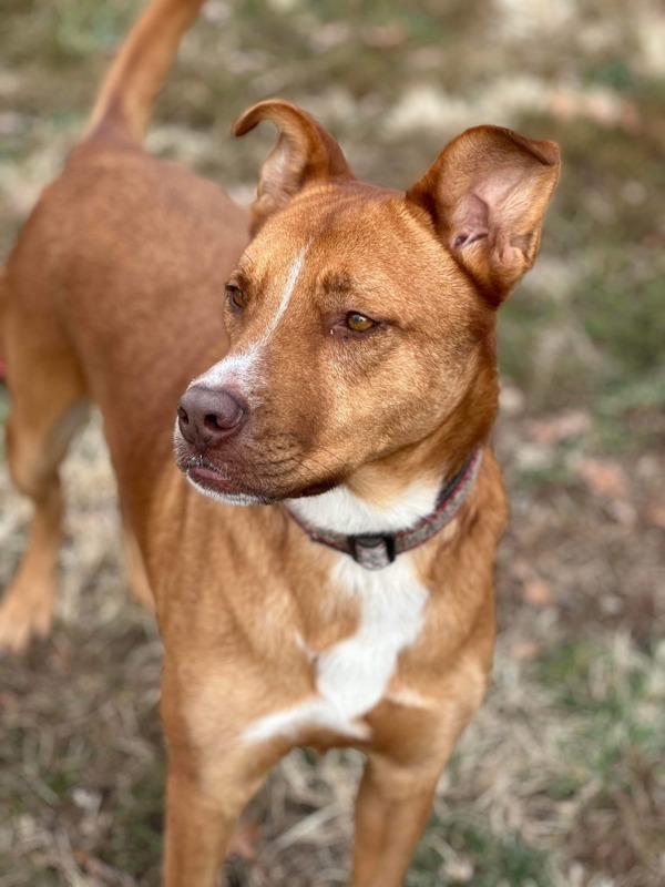 Trinette, an adoptable German Shepherd Dog, Mixed Breed in Osage Beach, MO, 65020 | Photo Image 2