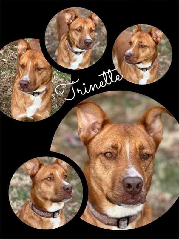 Trinette, an adoptable German Shepherd Dog, Mixed Breed in Osage Beach, MO, 65020 | Photo Image 3