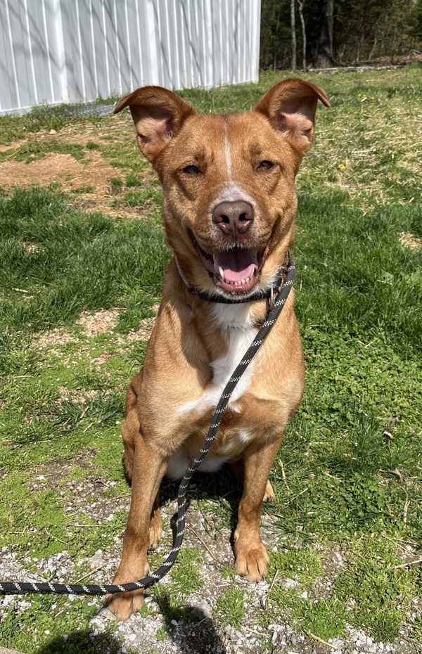 Trinette, an adoptable German Shepherd Dog, Mixed Breed in Osage Beach, MO, 65020 | Photo Image 4