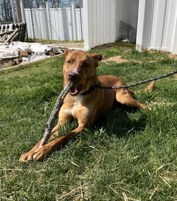 Trinette, an adoptable German Shepherd Dog, Mixed Breed in Osage Beach, MO, 65020 | Photo Image 5