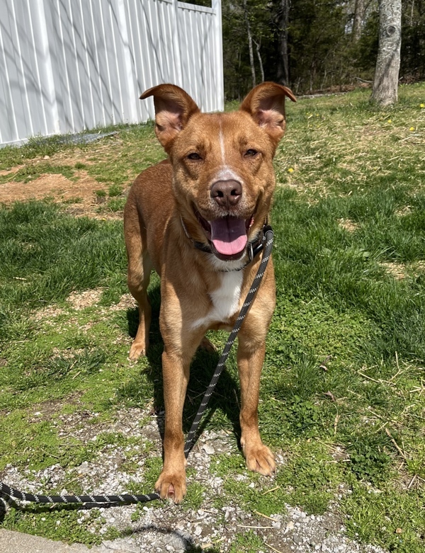 Trinette, an adoptable German Shepherd Dog, Mixed Breed in Osage Beach, MO, 65020 | Photo Image 6