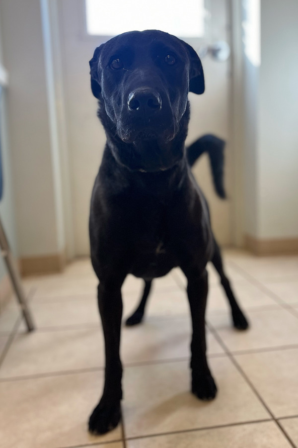 Bruno, an adoptable Labrador Retriever, Mixed Breed in Osage Beach, MO, 65020 | Photo Image 1