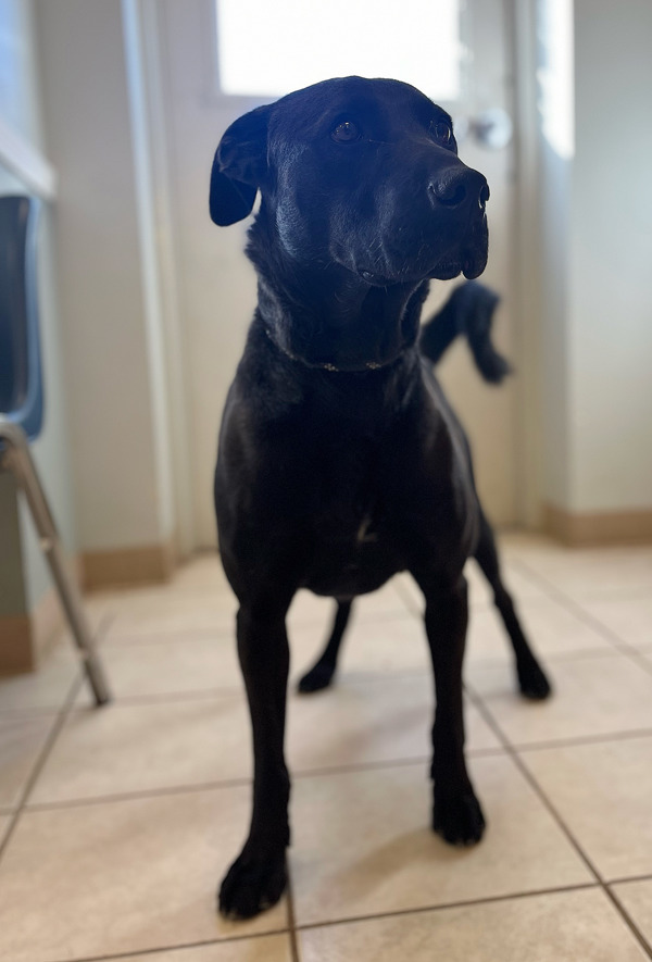 Bruno, an adoptable Labrador Retriever, Mixed Breed in Osage Beach, MO, 65020 | Photo Image 2