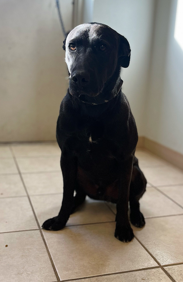 Bruno, an adoptable Labrador Retriever, Mixed Breed in Osage Beach, MO, 65020 | Photo Image 3