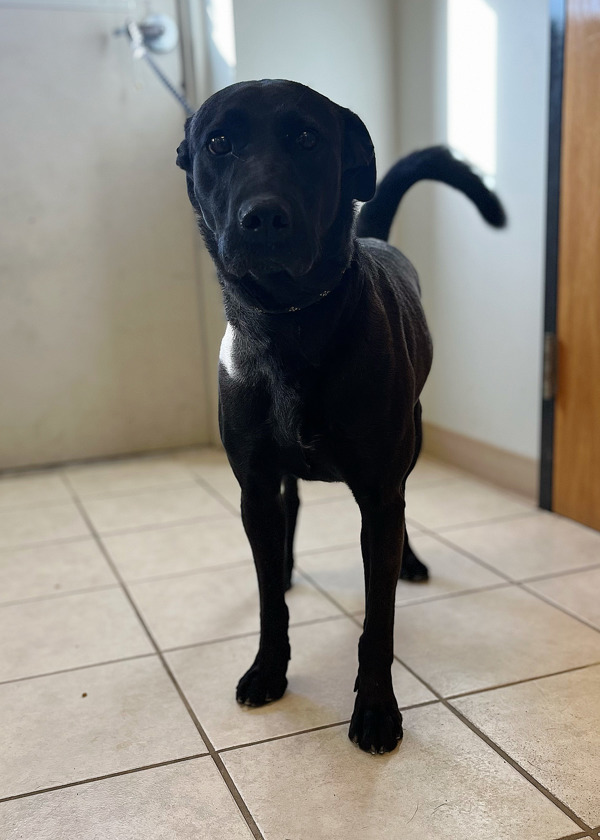 Bruno, an adoptable Labrador Retriever, Mixed Breed in Osage Beach, MO, 65020 | Photo Image 4