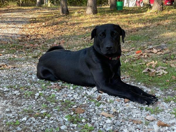 Bruno, an adoptable Labrador Retriever, Mixed Breed in Osage Beach, MO, 65020 | Photo Image 5