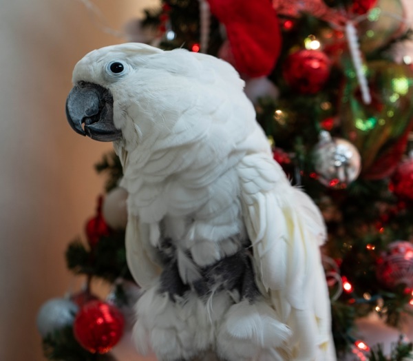 Parrot for adoption Fred N, a Cockatoo in Elizabeth, CO Petfinder