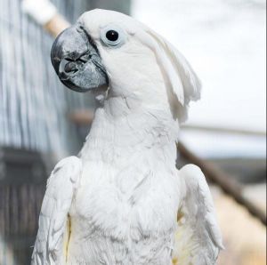 Ed Aka Fred, Senior Male Cockatoo