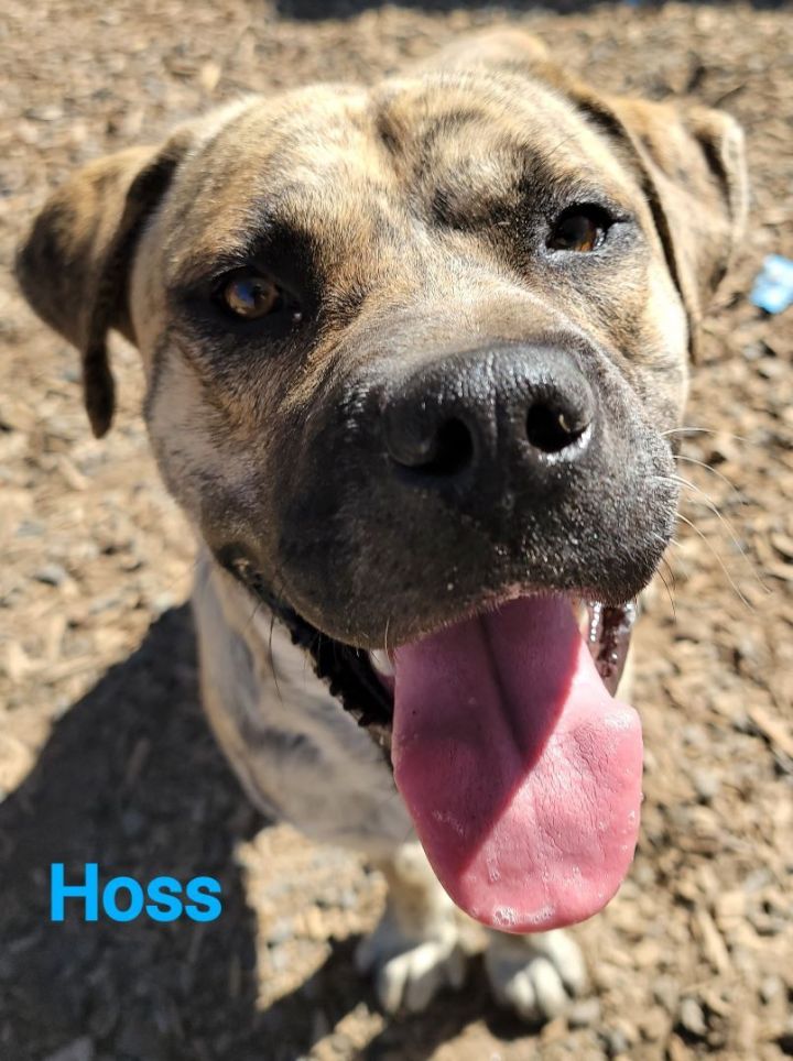 Hoss, an adoptable Mastiff & Mountain Cur Mix in Madras, OR_image-1