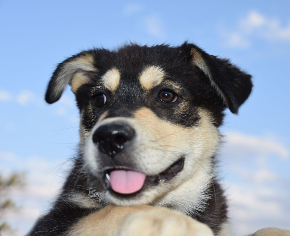 Teddy, an adoptable German Shepherd Dog in Dodson, MT, 59524 | Photo Image 5
