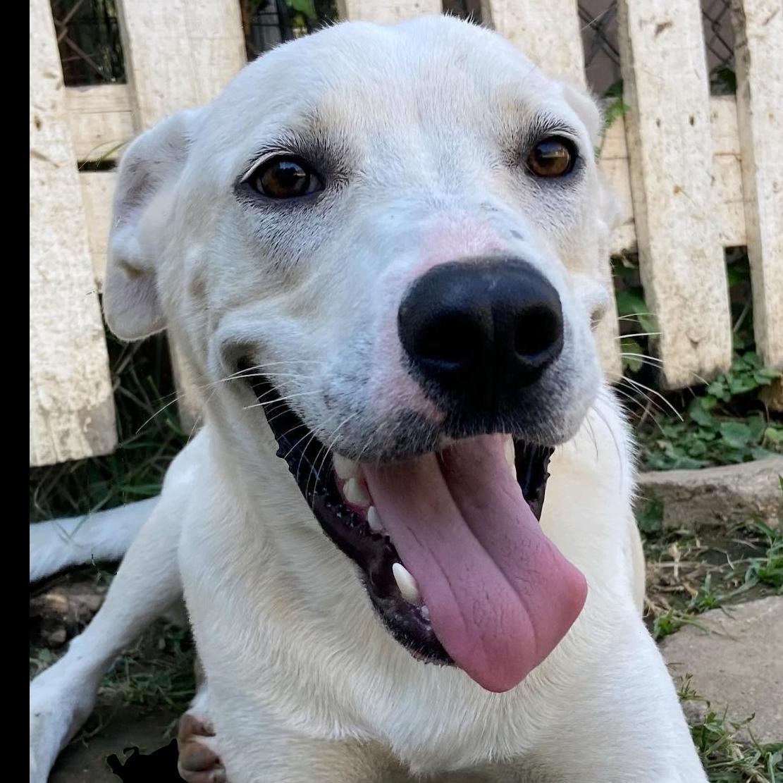 Bandit, an adoptable Labrador Retriever in Shreveport, LA, 71119 | Photo Image 1