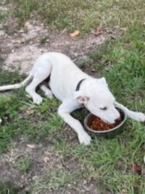 Bandit, an adoptable Labrador Retriever in Shreveport, LA, 71119 | Photo Image 2