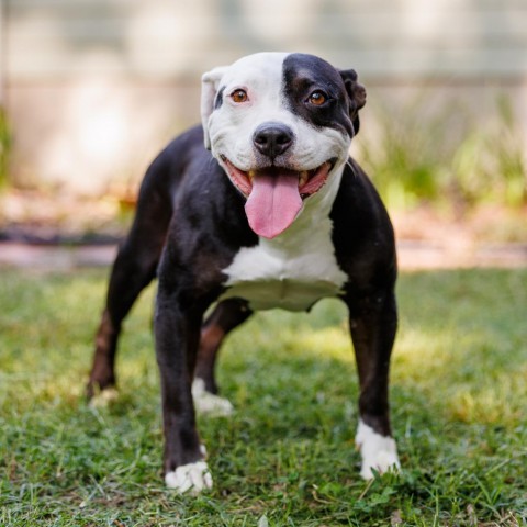 Josephine, an adoptable American Staffordshire Terrier in Durham, NC, 27704 | Photo Image 1
