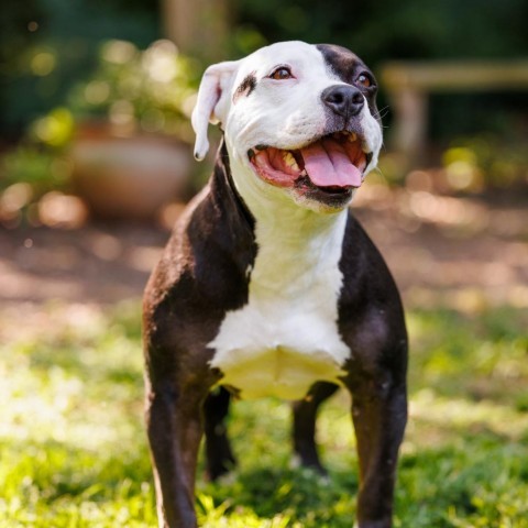 Josephine, an adoptable American Staffordshire Terrier in Durham, NC, 27704 | Photo Image 2