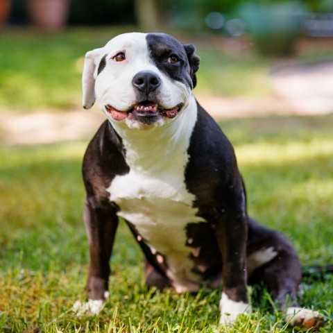 Josephine, an adoptable American Staffordshire Terrier in Durham, NC, 27704 | Photo Image 2