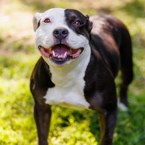 Josephine, an adoptable American Staffordshire Terrier in Durham, NC, 27704 | Photo Image 3