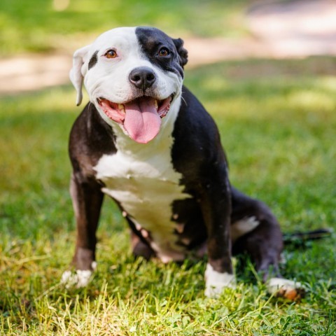 Josephine, an adoptable American Staffordshire Terrier in Durham, NC, 27704 | Photo Image 3