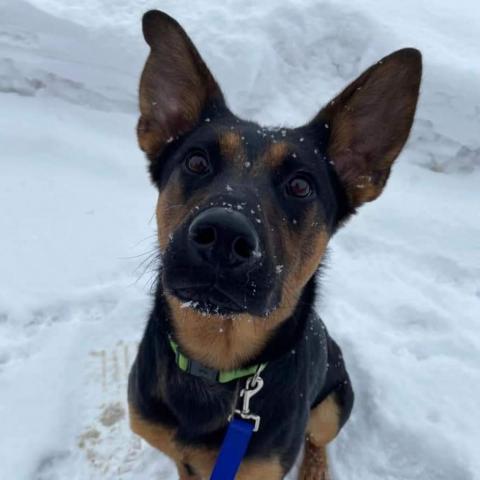 Calypso, an adoptable German Shepherd Dog in Newton, IA, 50208 | Photo Image 1